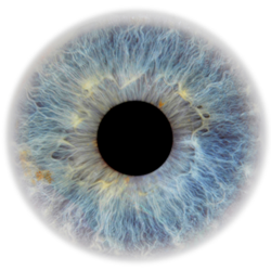 Image for Eye Problems: Retinopathy and eye screening